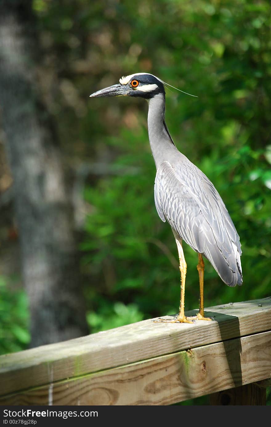 A Yellow-Crowned Night Heron stands guard in a nature conservancy. A Yellow-Crowned Night Heron stands guard in a nature conservancy.