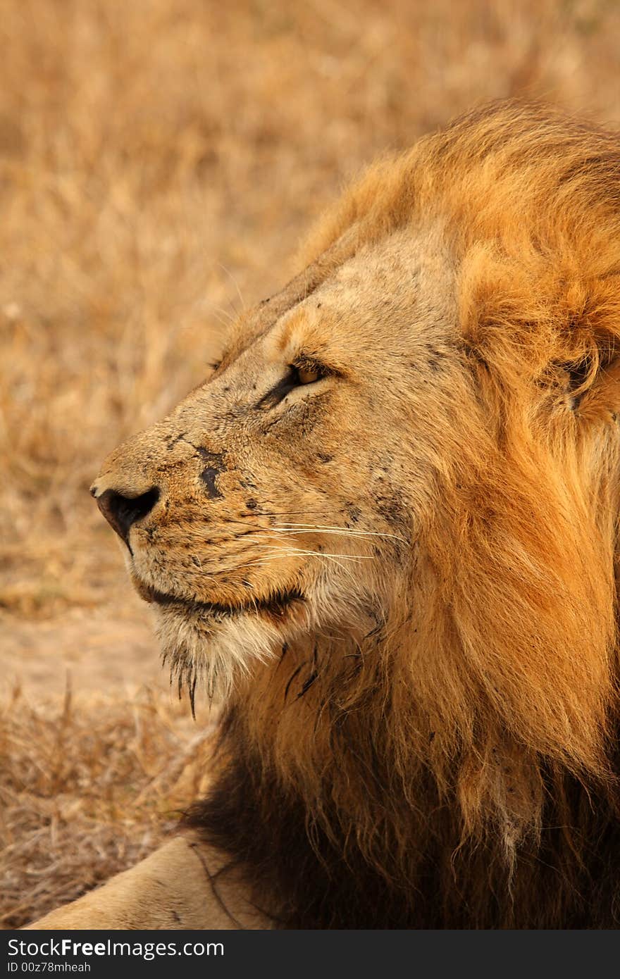 Lion in Sabi Sands