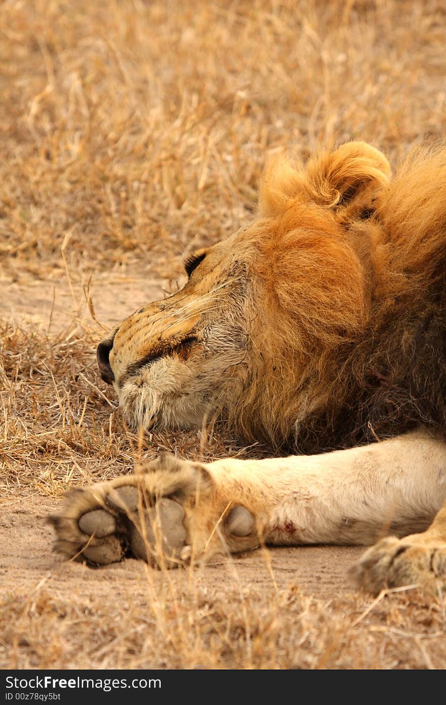 Lion in Sabi Sands Reserve, South Africa