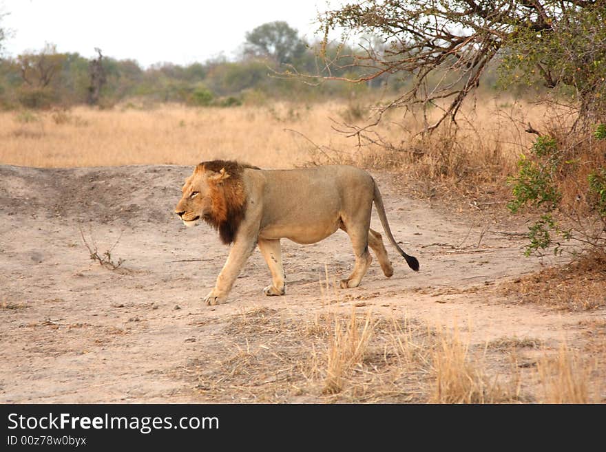 Lion in Sabi Sands