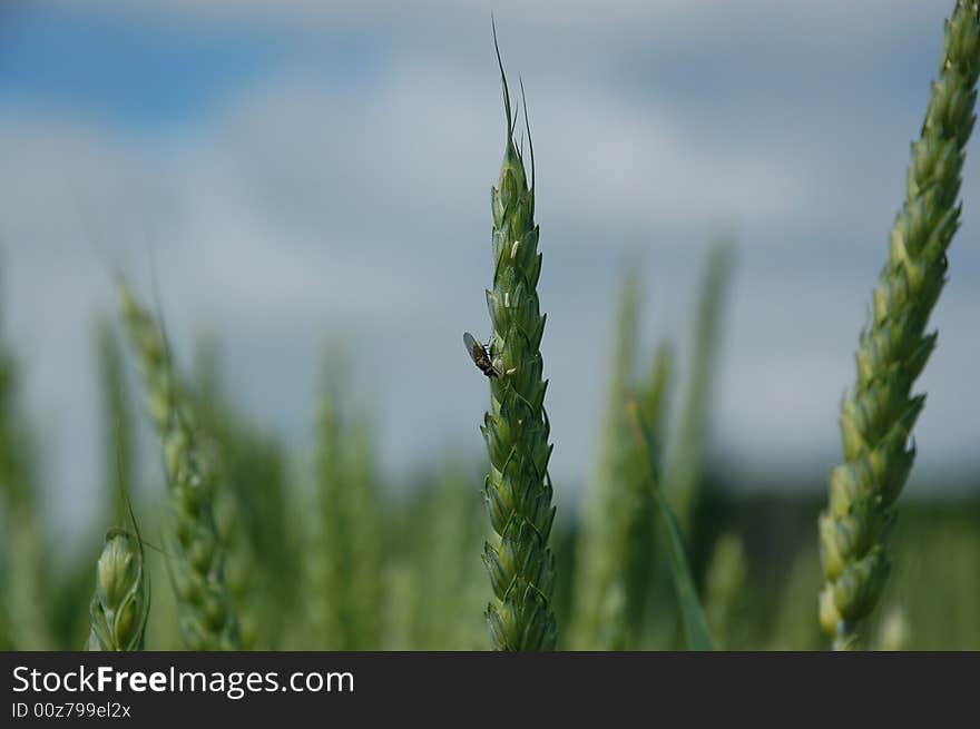 Close up of a fly on blade of wheat. Close up of a fly on blade of wheat