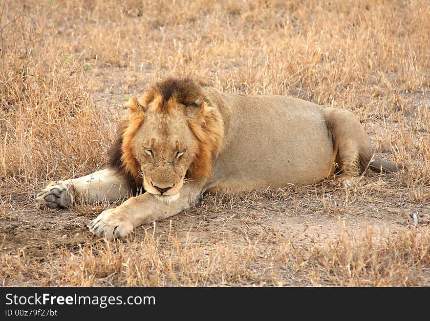 Lion in Sabi Sands Reserve, South Africa