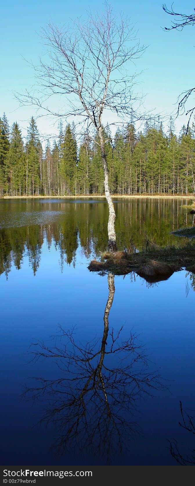 A tree and its reflection on a water