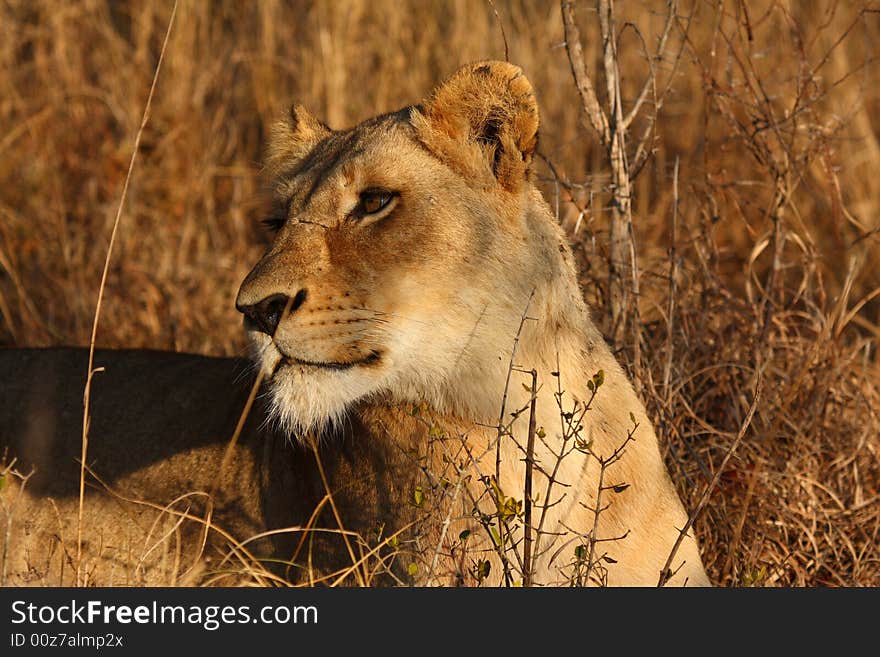 Lioness in Sabi Sands Reserve, South Africa