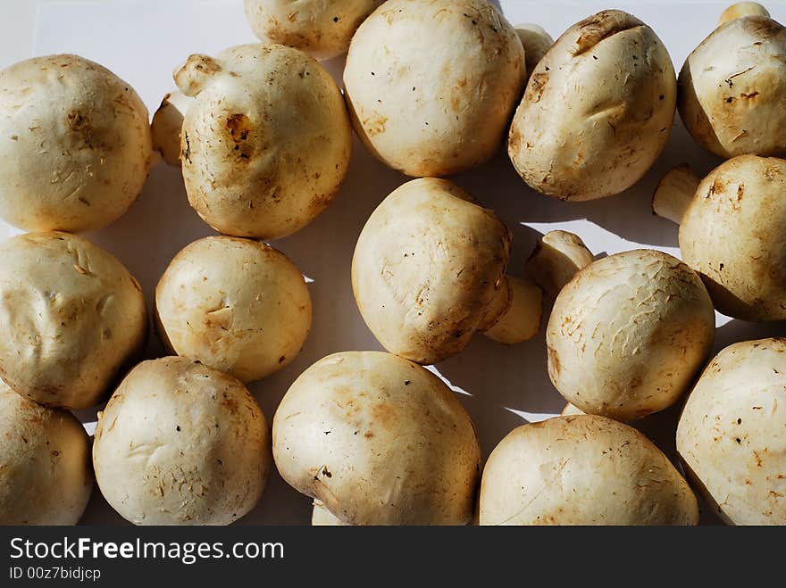 Lot of mushrooms lay at white background