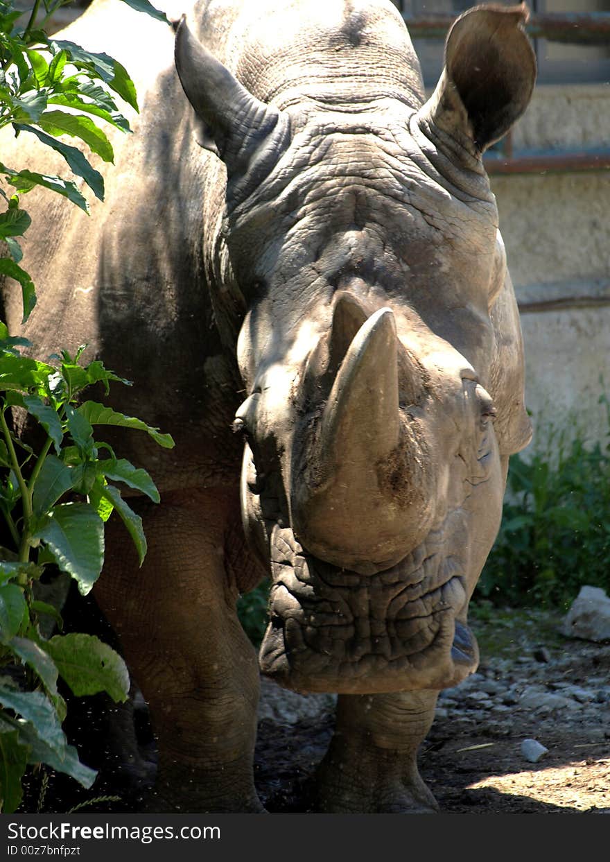 The rhinoceros with his beautifull horn