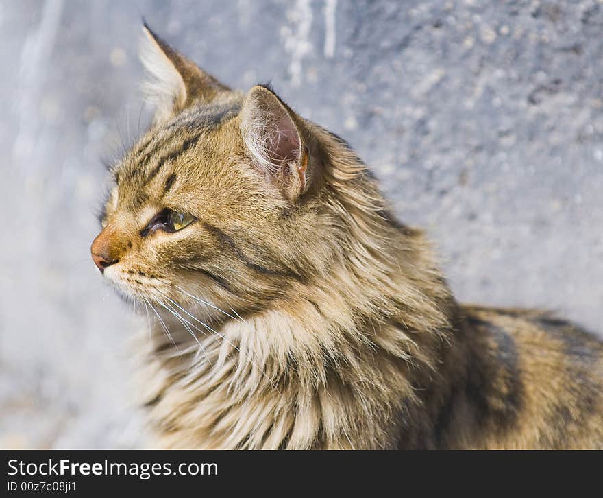 Close up on a young street cat