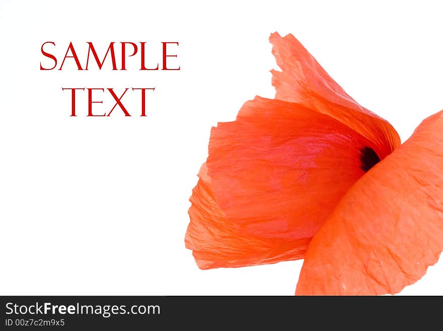 Red poppy