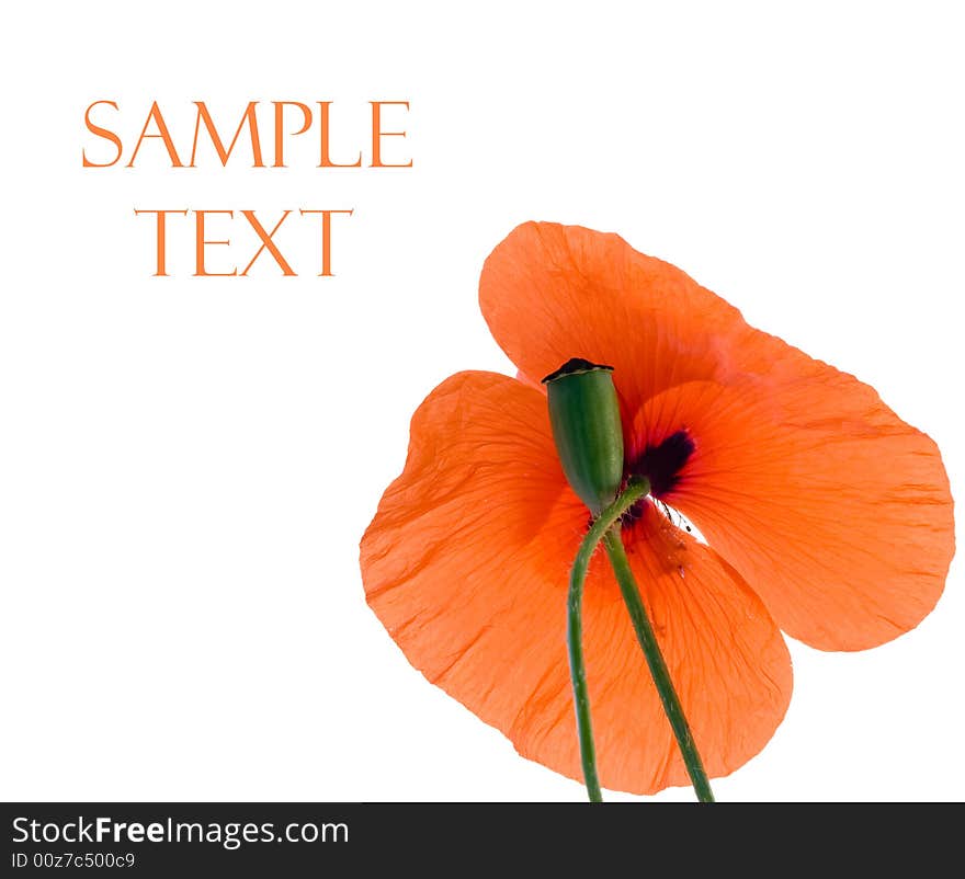 Red poppy flowers isolated on white background