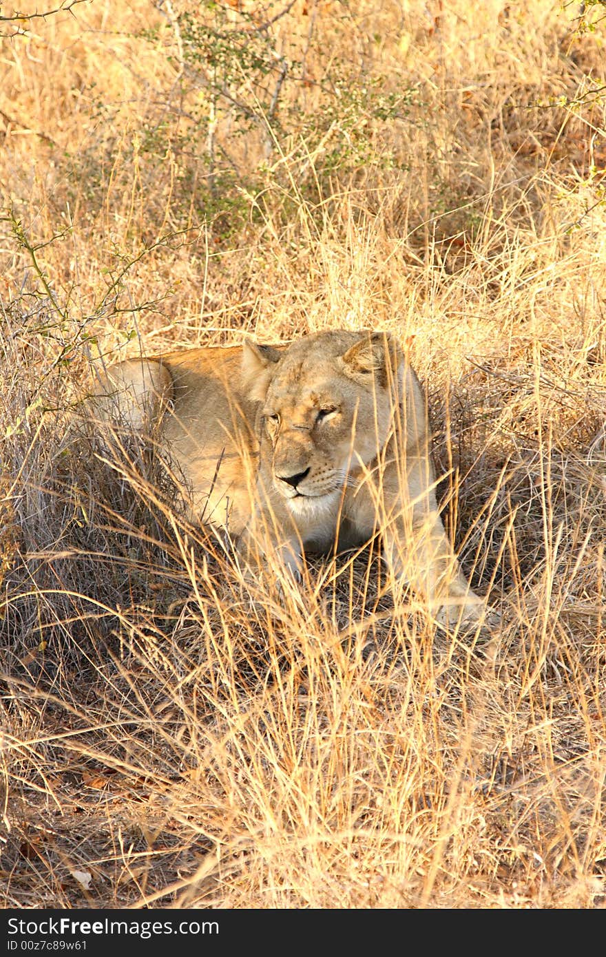 Lioness in Sabi Sands Reserve, South Africa