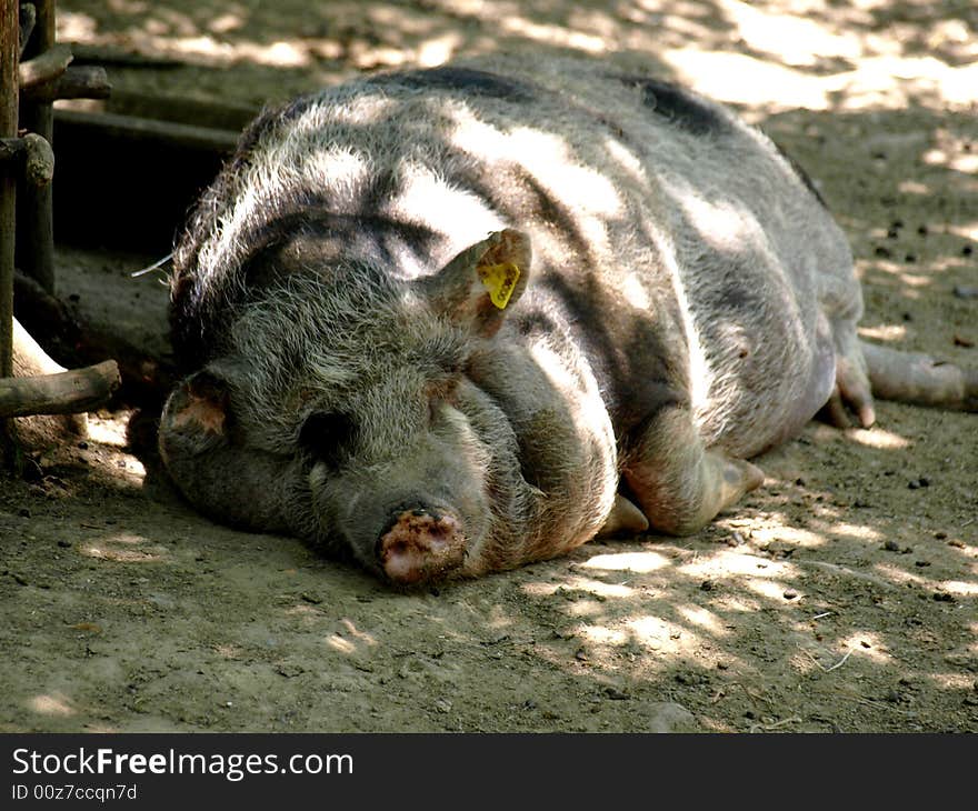 Sleeping Pig