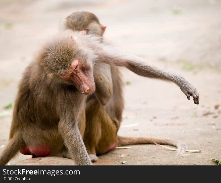 Baboons scratching each other in the zoo