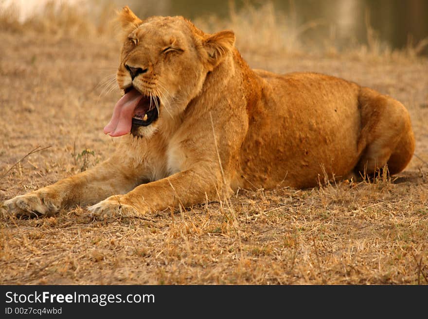 Lioness in Sabi Sands Reserve, South Africa