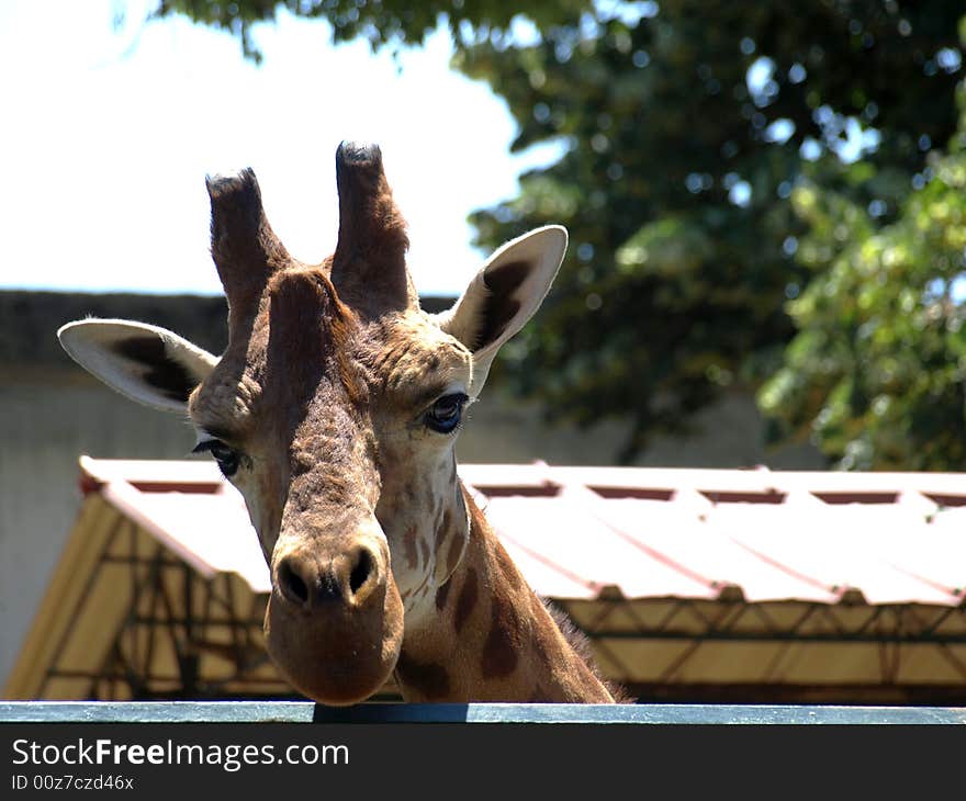 A curious giraffe looking at the lens. A curious giraffe looking at the lens