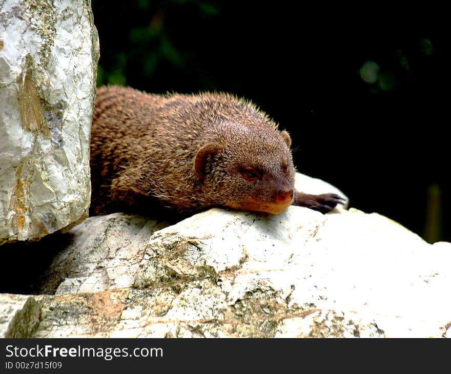 A little mongoose take a rest and a rock. A little mongoose take a rest and a rock