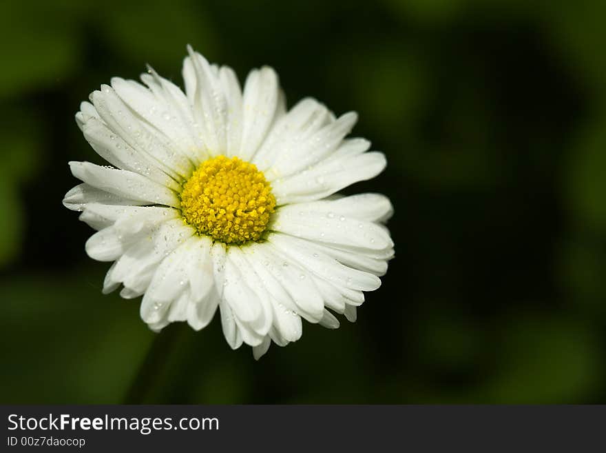 White daisy