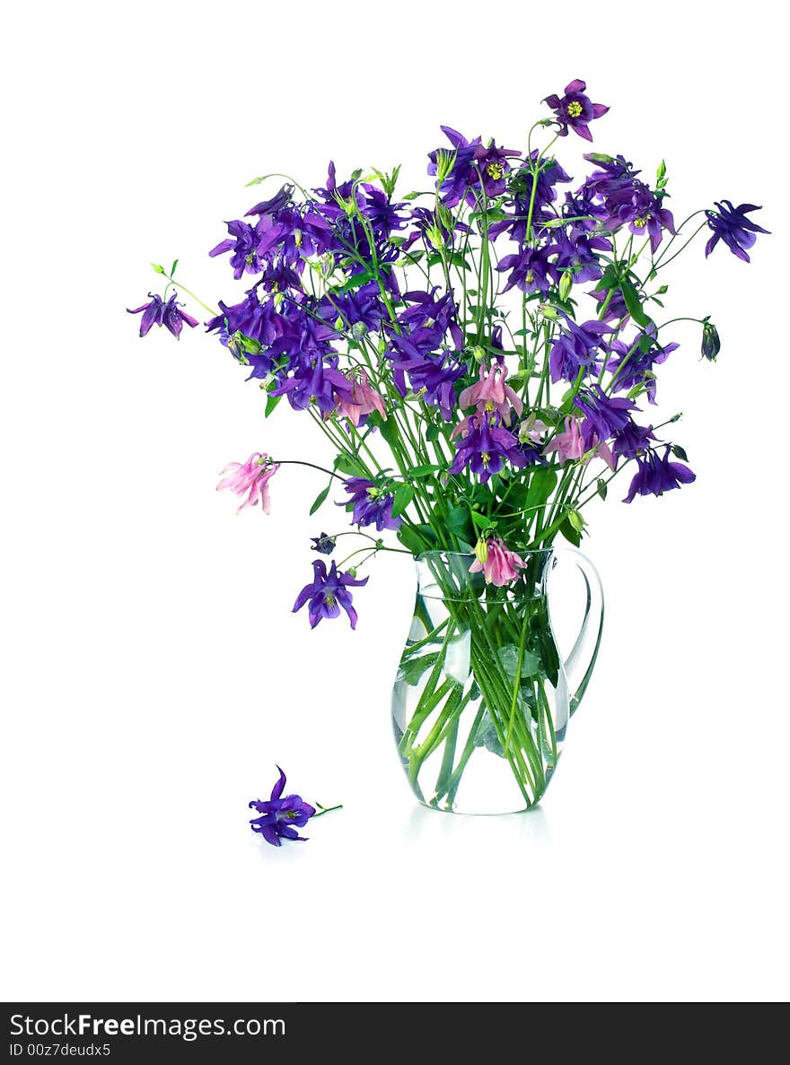 Bellflower in a glass jug