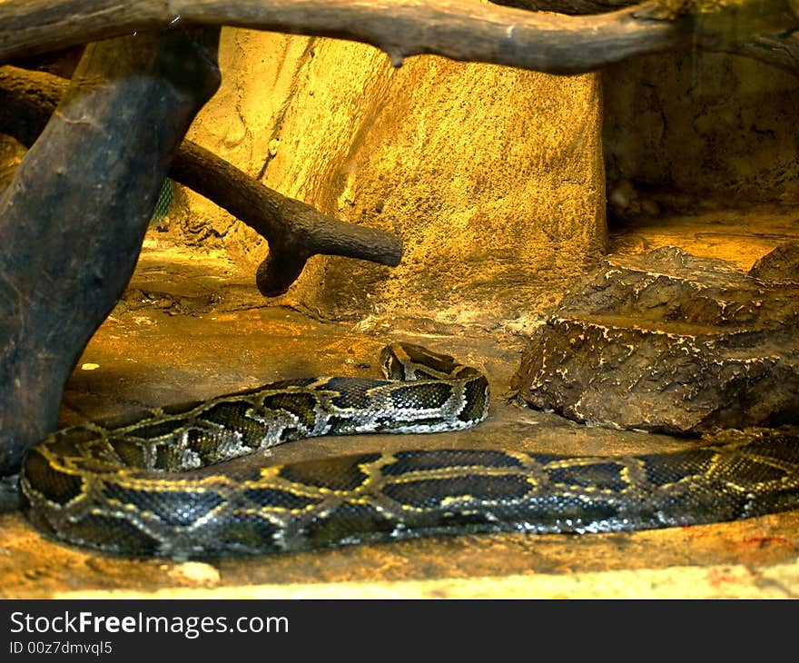 A wonderfull python in his menagerie. A wonderfull python in his menagerie