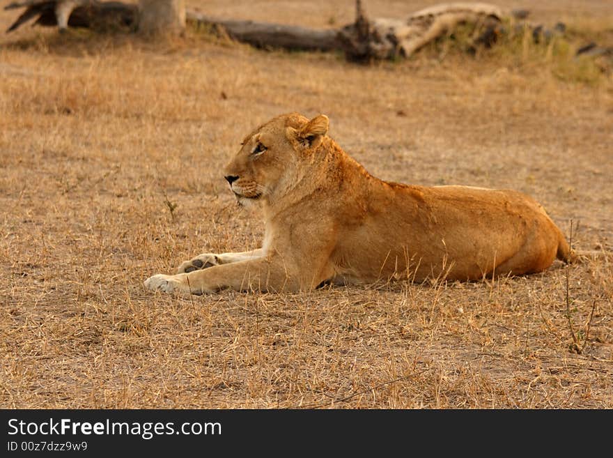 Lioness in Sabi Sands