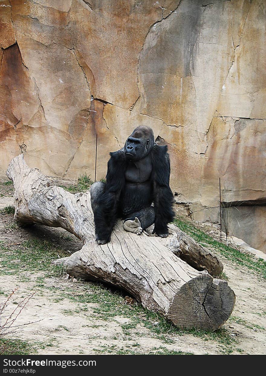 Gorilla