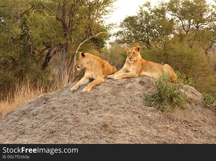 Lioness in Sabi Sands Reserve, South Africa