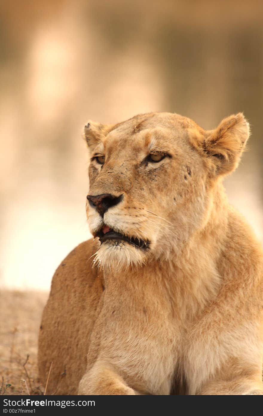 Lioness in Sabi Sands Reserve, South Africa