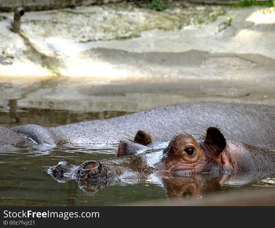 Hippos