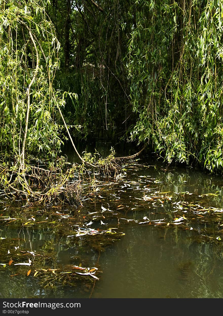 Willow and lake