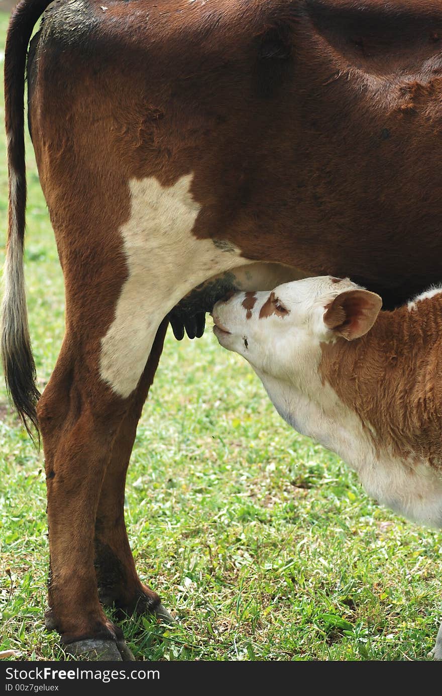 Baby carl cow curious eat eating