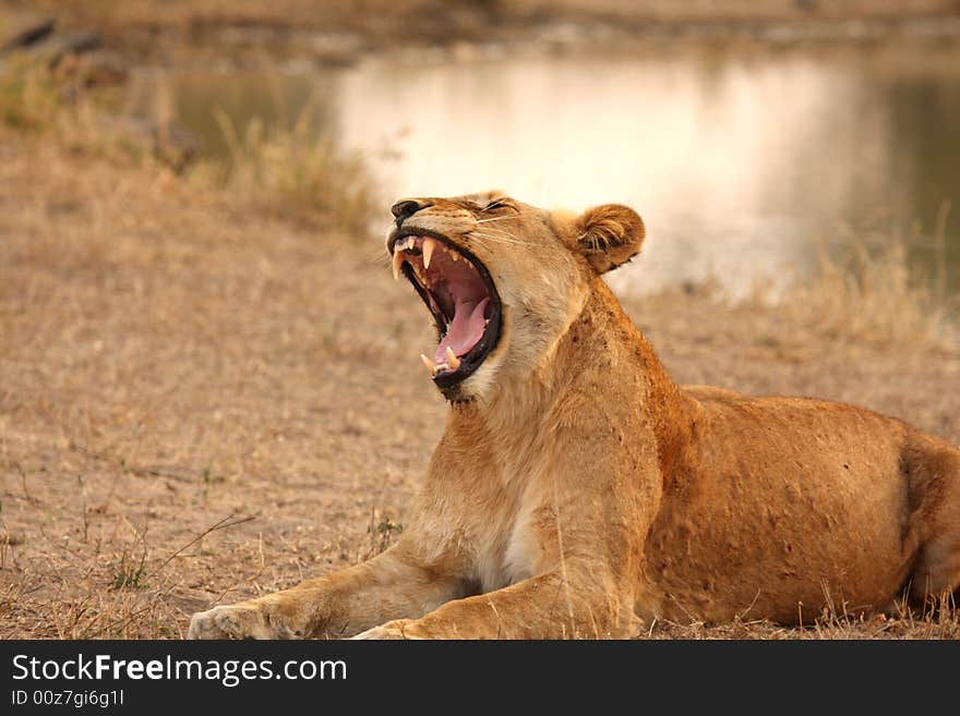 Lioness In Sabi Sands