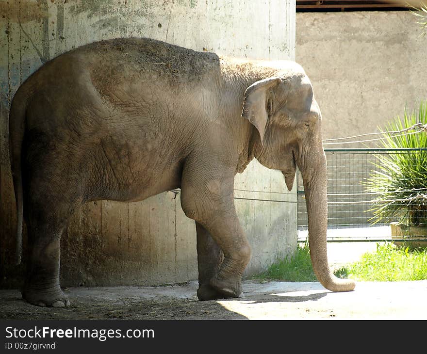 An elephant in search of a little of shadow. An elephant in search of a little of shadow