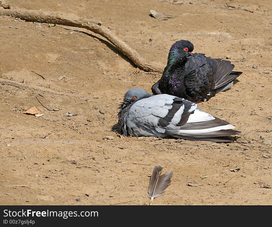 Pair of pigeons lyings and rests on lake beach ashore
