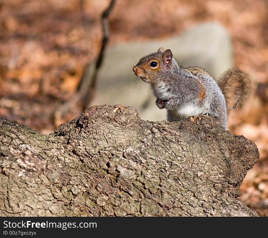 Cautious squirrel