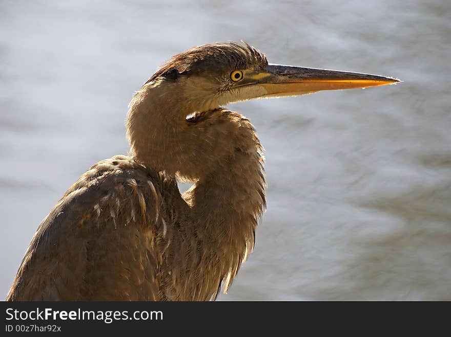 Heron Closeup