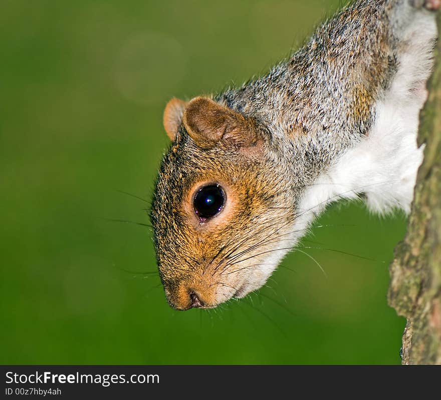 Squirrel Acrobat