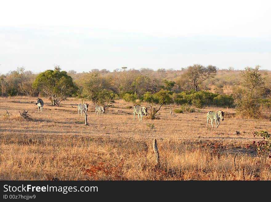 Zebra in Sabi Sands