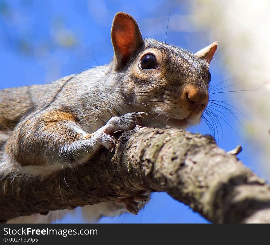 Curious squirrel looks at the photographer in hope to receive a nut. Curious squirrel looks at the photographer in hope to receive a nut