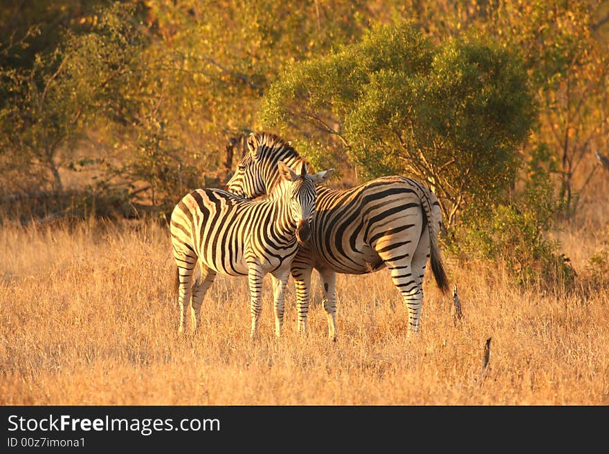 Zebra in Sabi Sands