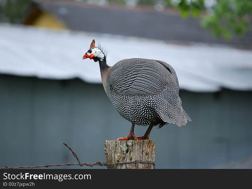 Helmeted Guineafowl