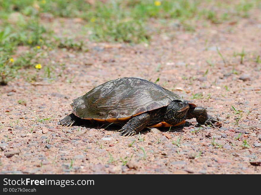 Painted turtle walking on a gravel road