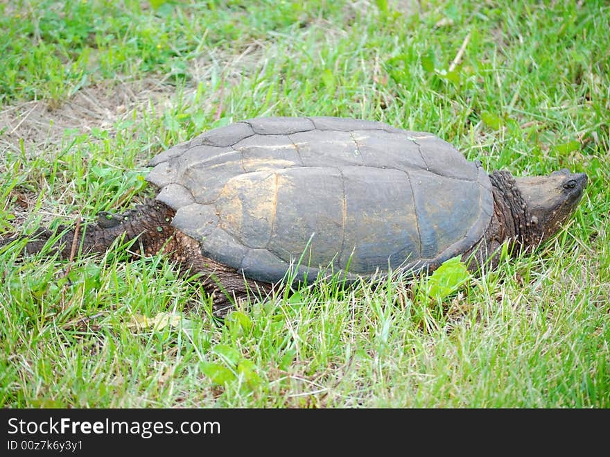 Snapping turtle walking in grass