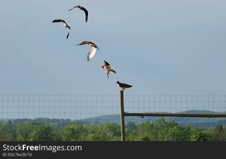 Red tail hawk taking to the sky. Red tail hawk taking to the sky