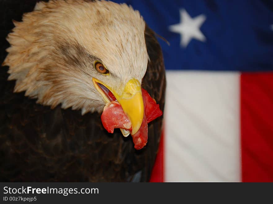 American bald eagle eating raw meat close up in front of a USA flag