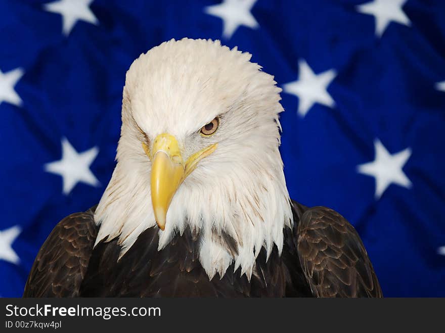 American bald eagle close up in front of a USA flag