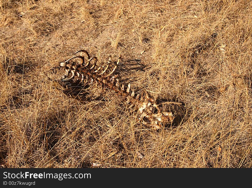 The left overs from a lions kill. The left overs from a lions kill