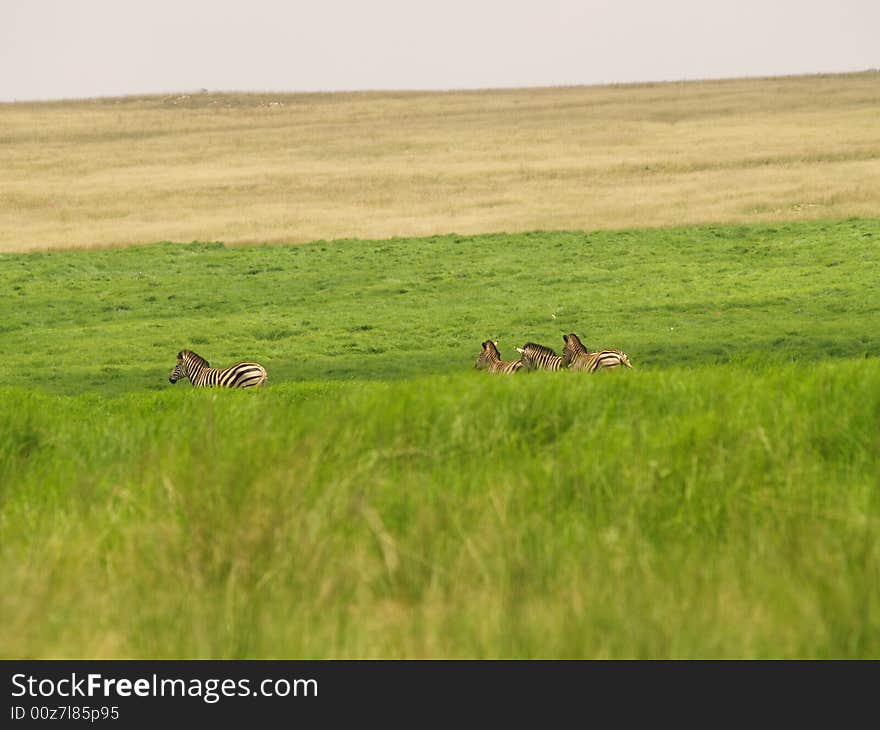 I took this picture at Krugersdorp Nature Reserve,South Africa. I took this picture at Krugersdorp Nature Reserve,South Africa.