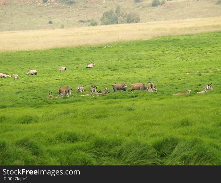 I took this picture at Krugersdorp Nature Reserve,South Africa. I took this picture at Krugersdorp Nature Reserve,South Africa.