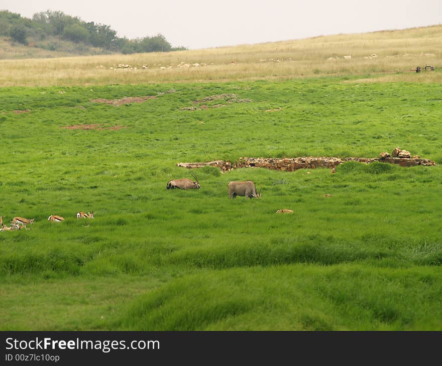 I took this picture at Krugersdorp Nature Reserve,South Africa. I took this picture at Krugersdorp Nature Reserve,South Africa.