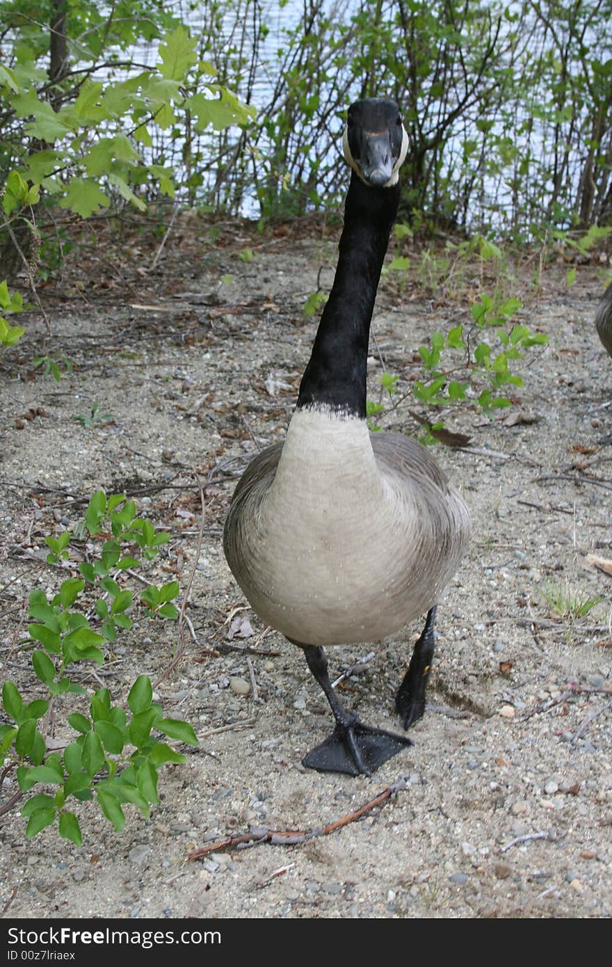 Canadian Goose taken near a lake.