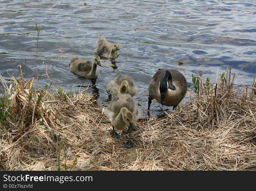 Canadian Goose Family